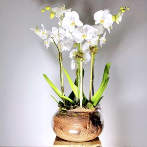 Fresh orchid plant presentations